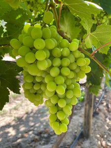 WS Grapes/green/seedless