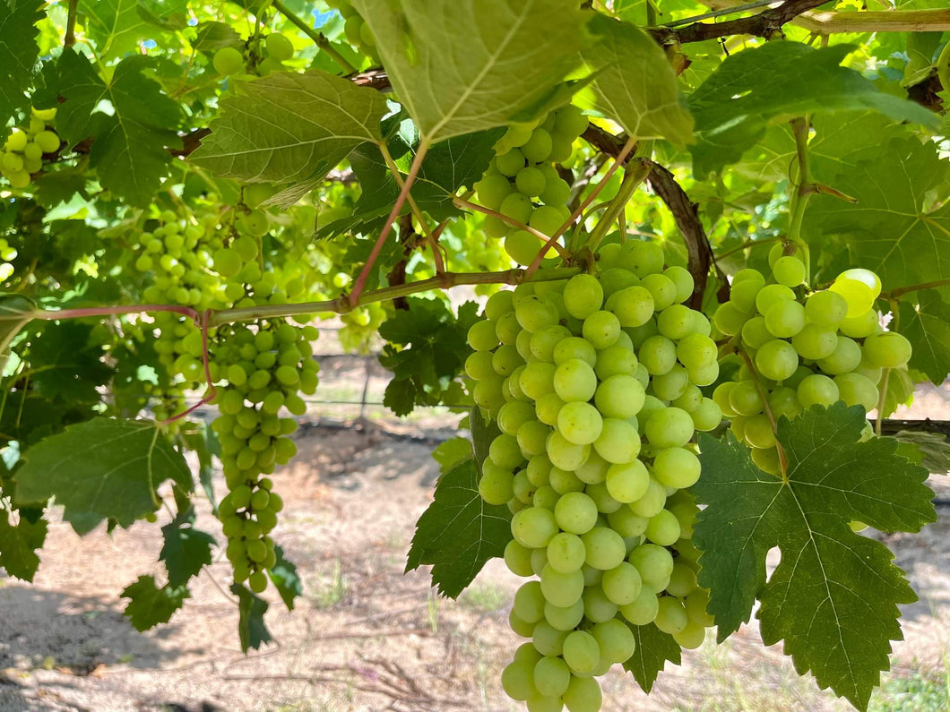 WS Grapes/green/seedless